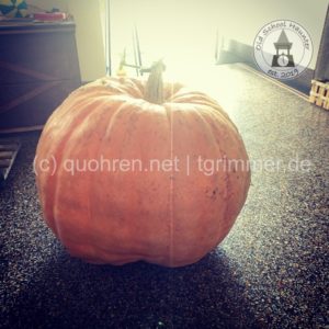 Halloween-Pumpkin-Experiment 2021